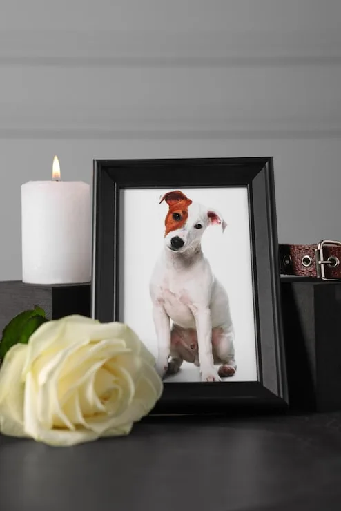 cremação personalizada de pet